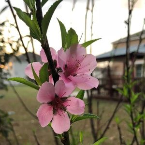 Meet your Posher, Linzi